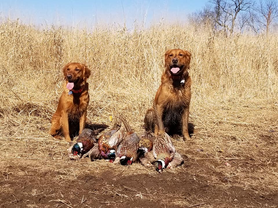 Ruger and Daisy Pheasant
